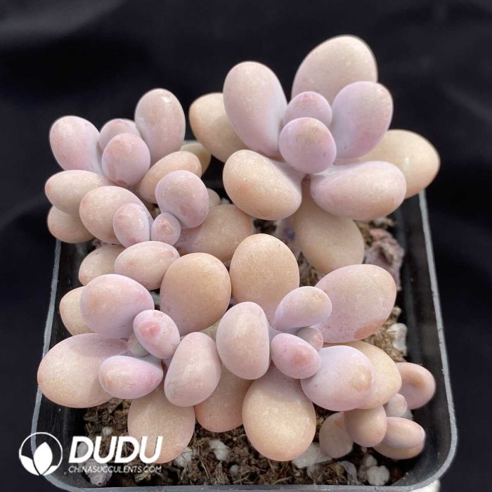 Graptopetalum amethystinum Clustering(Five Heads) - Image 2
