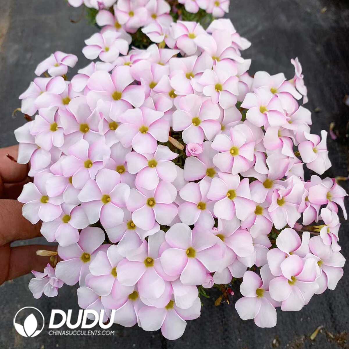 1750385311-e201.jpg Oxalis Pink White - Image 1