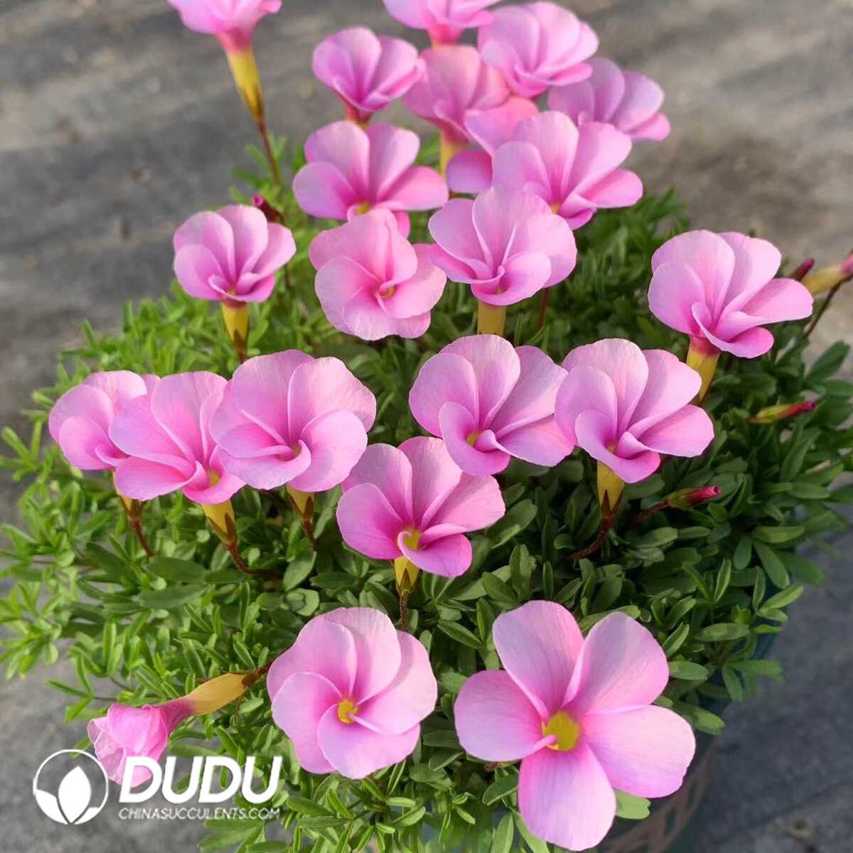 1750385317-e201.jpg Oxalis Watercolor - Image 1