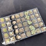 DUDU Crassula Collection 2 - Image 2