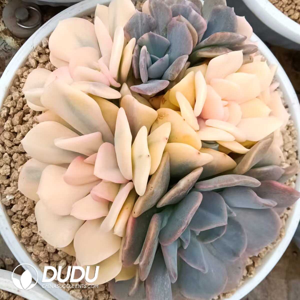 1750411087-e201.jpg Echeveria Exotic Variegated Clustering - Image 1