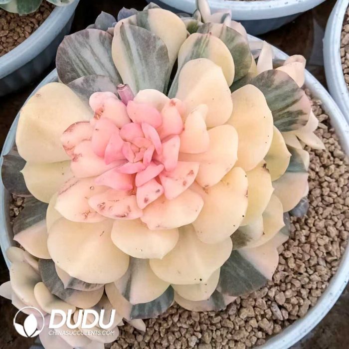 Echeveria Exotic Variegated Clustering - Image 2