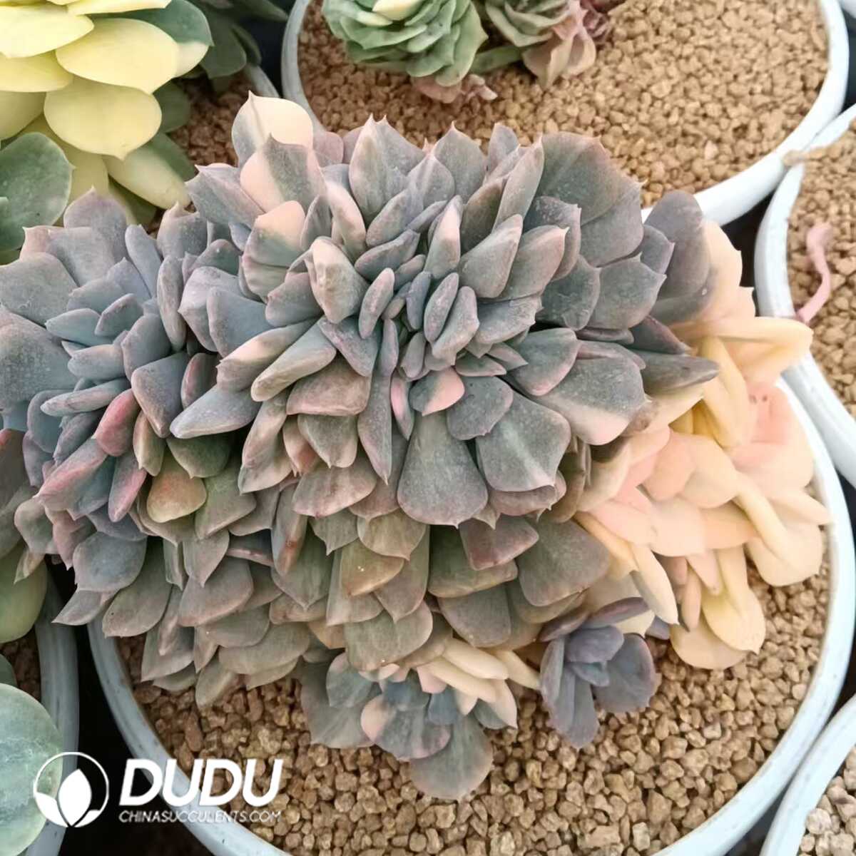 1750411104-e201.jpg Echeveria Exotic Variegated Cristata - Image 1