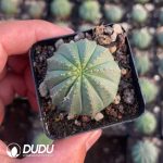 Thailand Euphorbia obesa Hook. f.