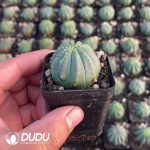 Thailand Euphorbia obesa Hook. f. - Image 2