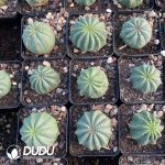 Thailand Euphorbia obesa Hook. f. - Image 3