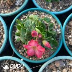 Dorset Horn Adenium