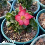 Dorset Horn Adenium - Image 2