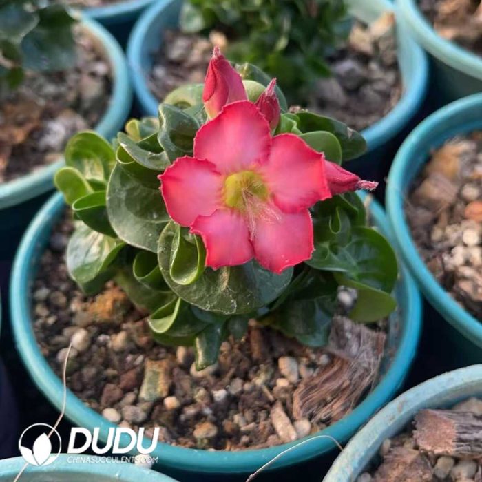 Dorset Horn Adenium - Image 2