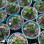 Dorset Horn Adenium - Image 3