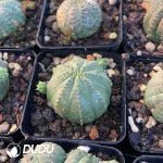 Euphorbia Bbesa - Image 2