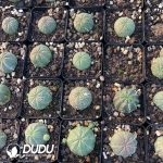 Euphorbia Bbesa - Image 3