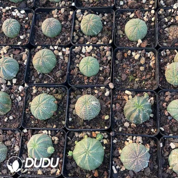 Euphorbia Bbesa - Image 3