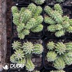 Euphorbia Sepulta - Image 3