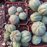 Euphorbia Obesa Cluster - Image 3