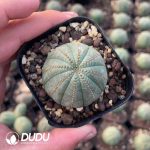 Euphorbia Obesa