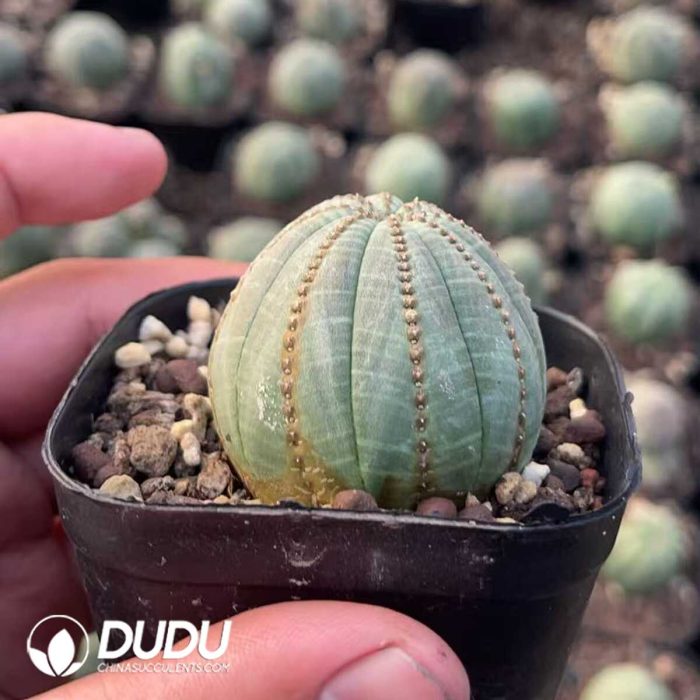 Euphorbia Obesa - Image 2