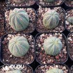 Euphorbia Obesa - Image 3