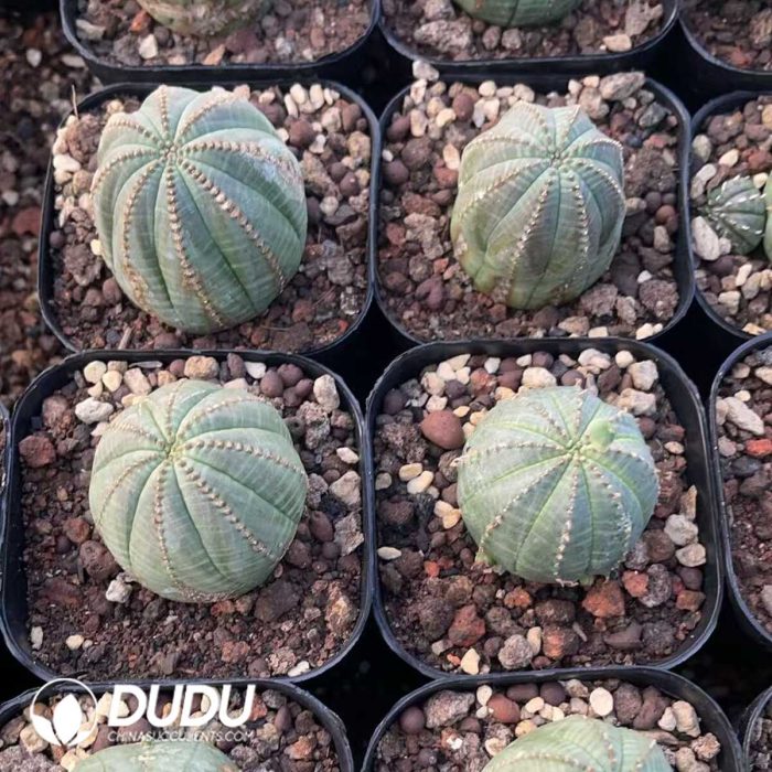 Euphorbia Obesa - Image 3