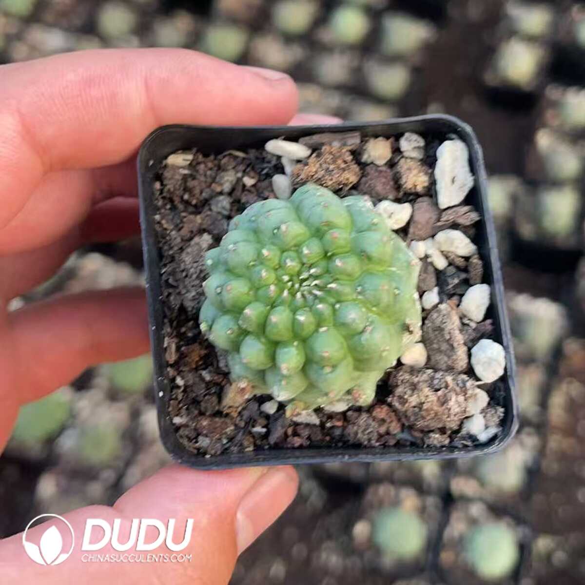 1750412078-e201.jpg Euphorbia Obesa Kikko - Image 1