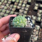 Euphorbia Obesa Kikko - Image 2