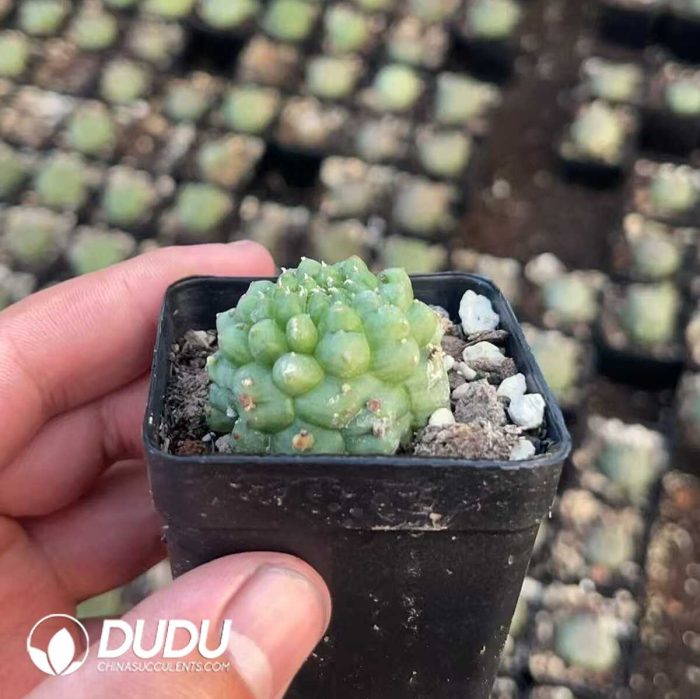 Euphorbia Obesa Kikko - Image 2