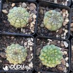 Euphorbia Obesa Kikko - Image 3