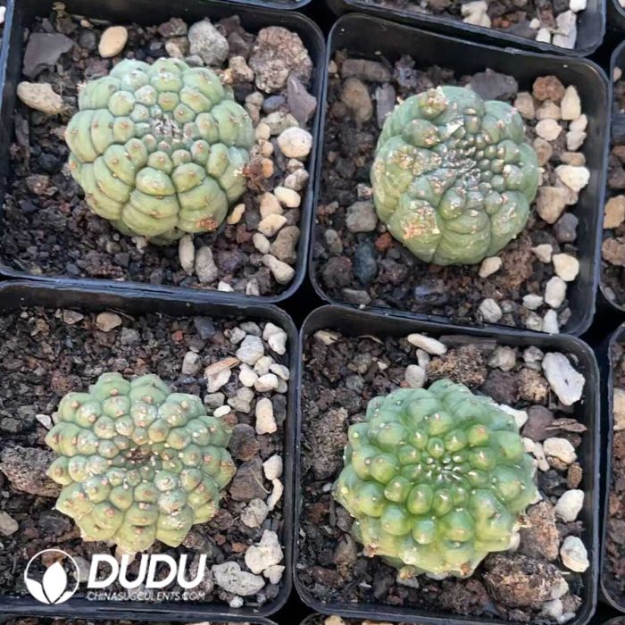 Euphorbia Obesa Kikko - Image 3
