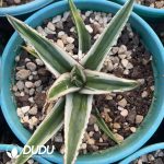 Agave White Rhino Variegated