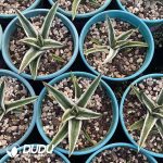 Agave White Rhino Variegated - Image 2
