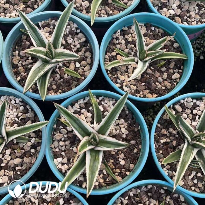 Agave White Rhino Variegated - Image 2