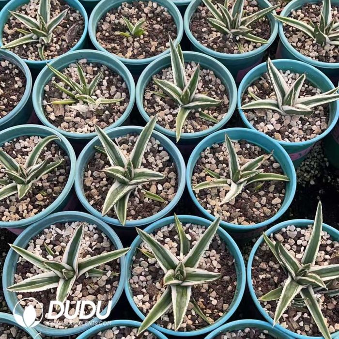 Agave White Rhino Variegated - Image 3