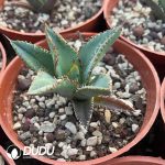 Agave Titanota Golden Toad