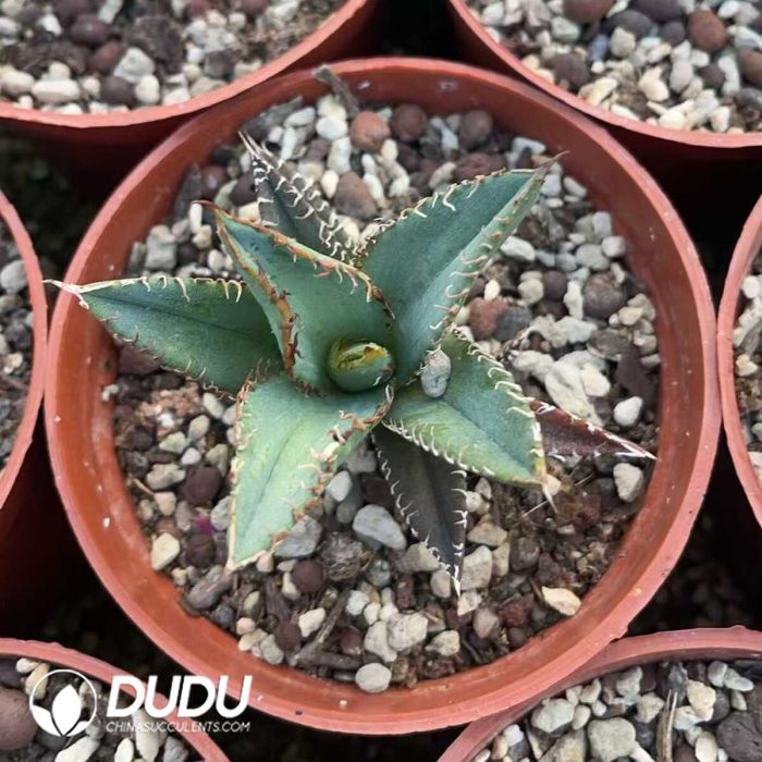 Agave Titanota Golden Toad - Image 2