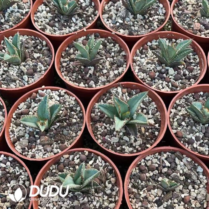 Agave Titanota Golden Toad - Image 3