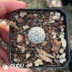 Mammillaria Sanchez-Mejoradae