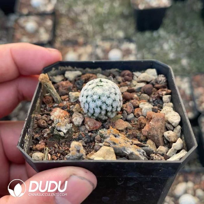 Mammillaria Sanchez-Mejoradae - Image 2