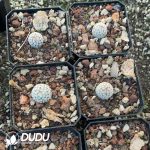 Mammillaria Sanchez-Mejoradae - Image 3