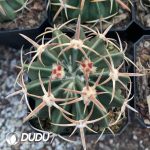 Echinocactus Texensis Wu Zang