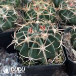 Echinocactus Texensis Wu Zang - Image 2