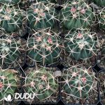 Echinocactus Texensis Wu Zang - Image 3