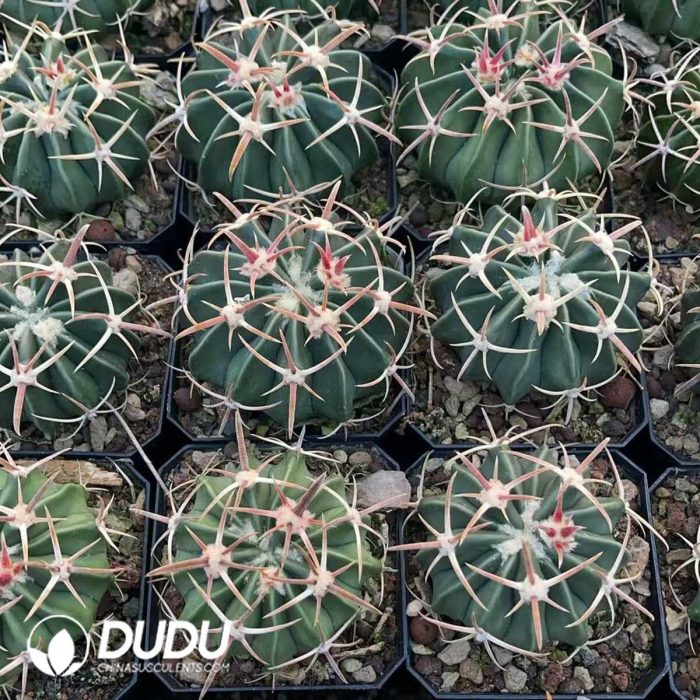 Echinocactus Texensis Wu Zang - Image 3