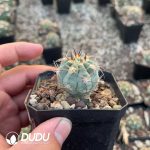 Echinopsis Glaucina - Image 2