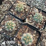 Echinopsis Glaucina - Image 3