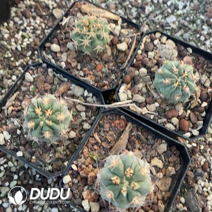 Echinopsis Glaucina - Image 3