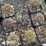 Eriosyce Curvispina - Image 3