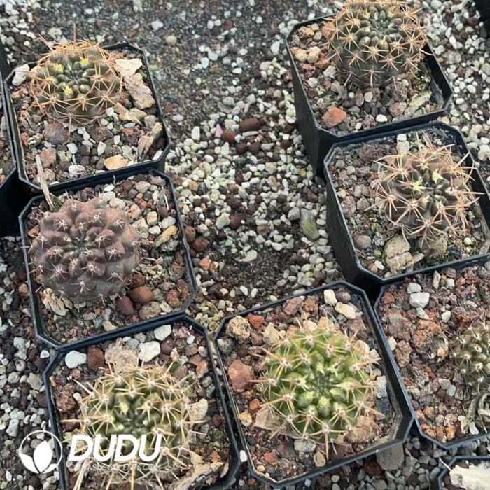 Eriosyce Curvispina - Image 3