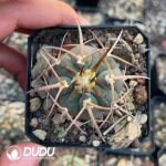 Gymnocalycium Cardenasianum