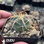 Gymnocalycium Cardenasianum - Image 2