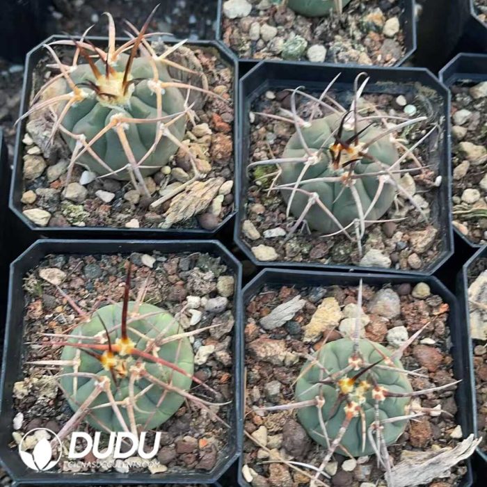 Gymnocalycium Cardenasianum - Image 3